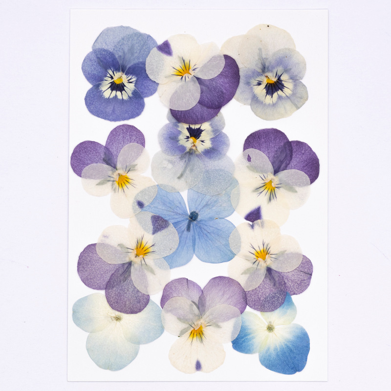 12 Piezas de Flores Secas de V - Candle Supplies In reseña y precio